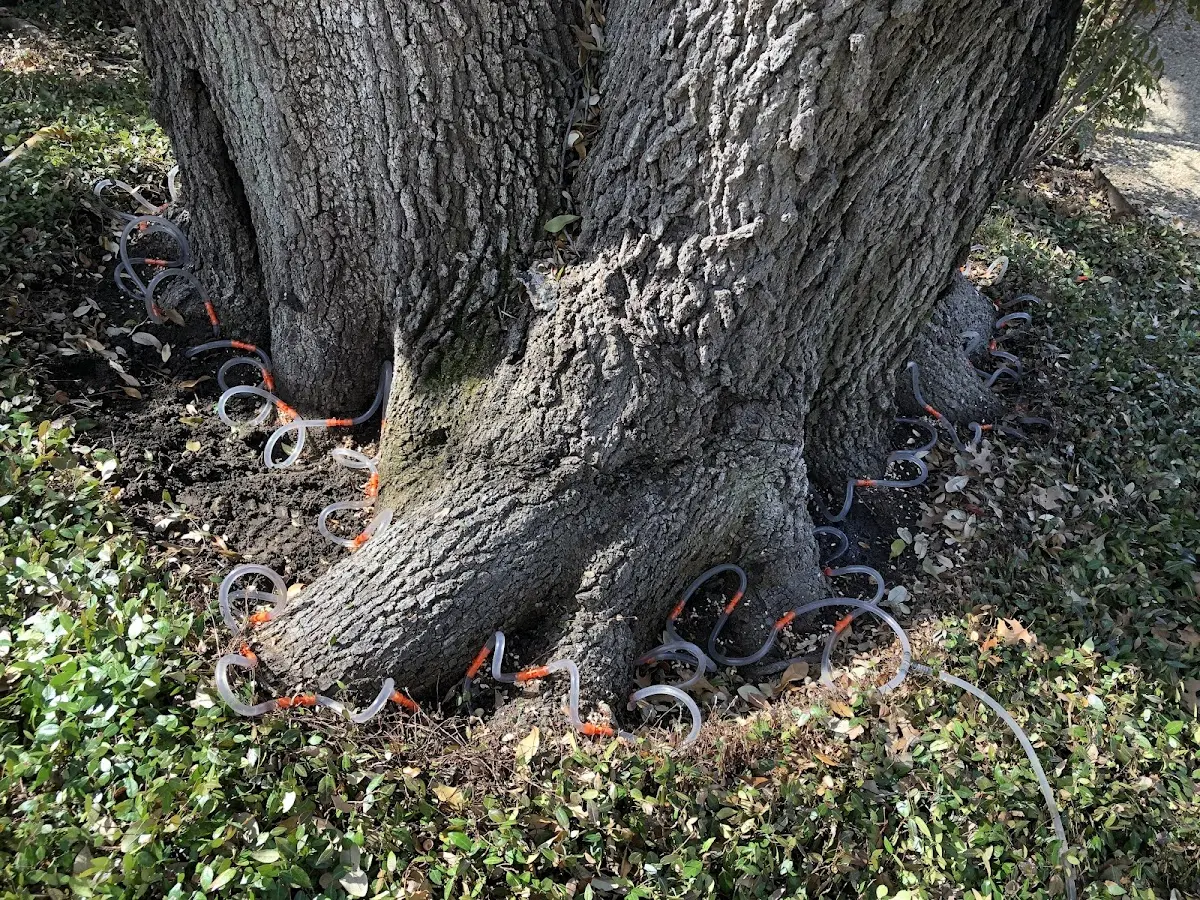 Detailed Tree Cabling and Bracing job site in Heber Springs