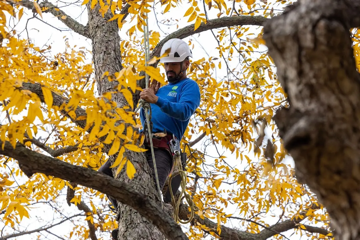 Skilled Tree Transplanting crew working in Heber Springs