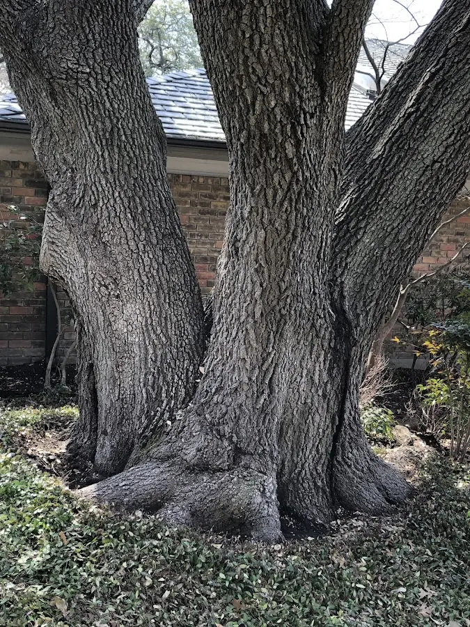 Mature heritage tree close to a Heber Springs property cared for by certified arborists